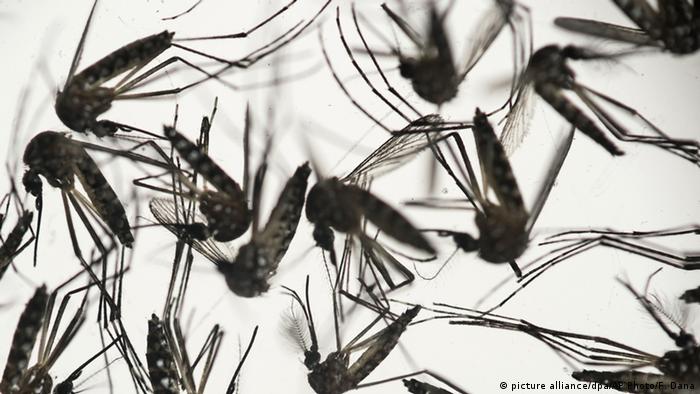 Aedes aegypti mosquitoes (picture alliance/dpa/AP Photo/F. Dana)