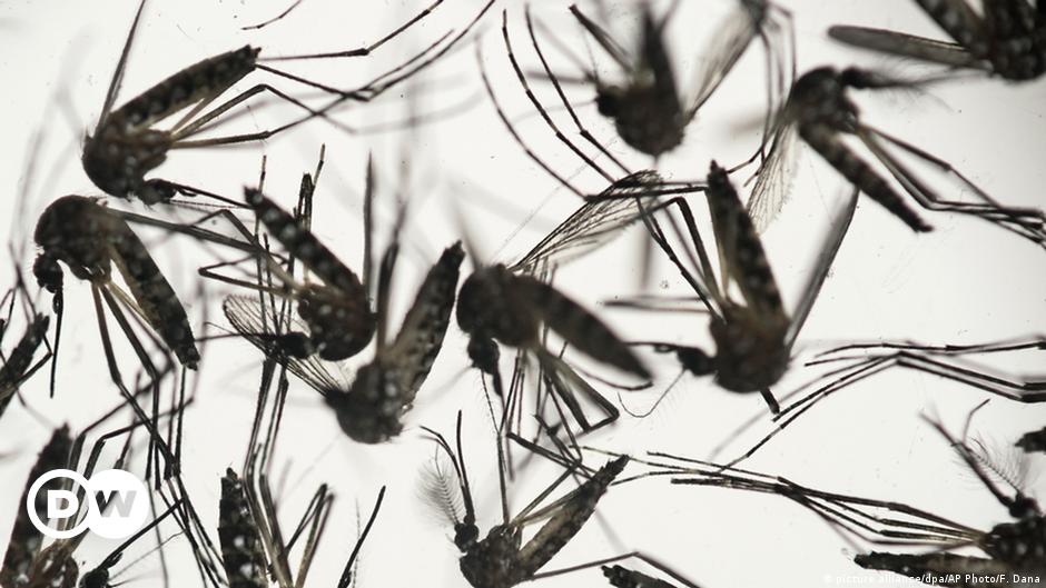 Die gefährlichsten Krankheiten, die Mücken übertragen