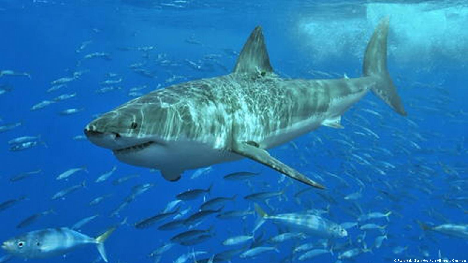 Deep Blue Fahlo Voyage Shark Tracking Bracelet