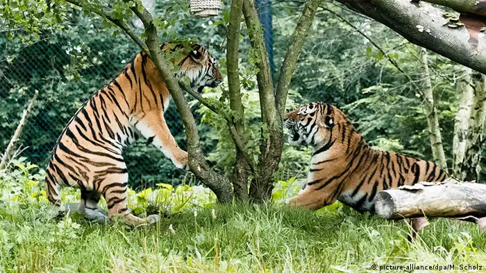 Deutschland sibirische Tiger treffen sich zum ersten mal im Hamburger Zoo