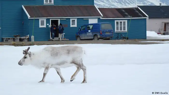 Rentier vor einem blauen Haus in Ny-Alesund (Foto: DW)