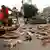 Pakistan - Ein Stadtarbeiter entsorgt Kadaver der vergifteten Straßenhunde