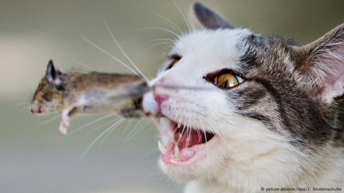 Weltkatzentag (picture-alliance/dpa/J. Stratenschulte)