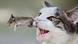 Katze spielt mit Beutemaus Katze spielt mit Beutemaus