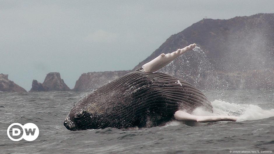 Viaje al fondo del mar: 11 datos sobre la vida en el océano | Ecología | DW  | 12.09.2016