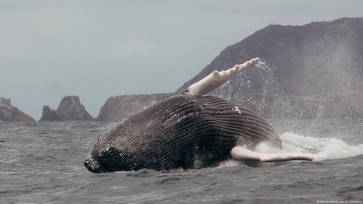 Deep mystery: 11 facts about the five oceans – DW – 09/12/2016 Deep mystery: 11 facts about the five oceans – DW – 09/12/2016