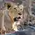 Indien Löwin im Gir National Park