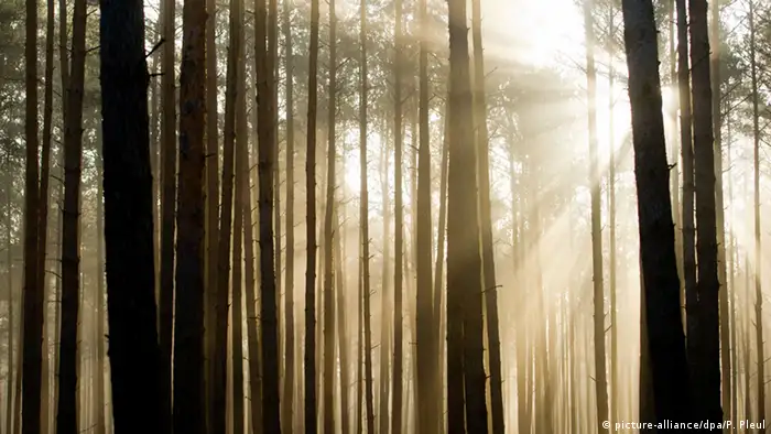 Sunlight shines through pine forest in Germany (Photo: picture-alliance/dpa/P. Pleul)