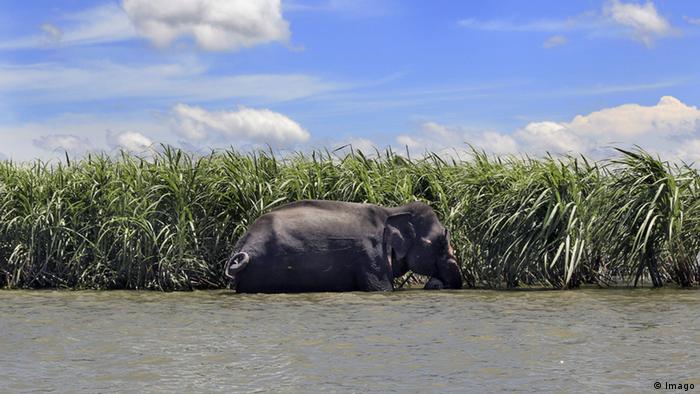 Ein indischer Elefant erreicht Bangladesh nach Überflutung