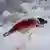 A blood-covered seal lying on ice