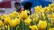 BdT Wetter Frühling Tulpen im Regen in Frankfurt BdT Wetter Frühling Tulpen im Regen in Frankfurt