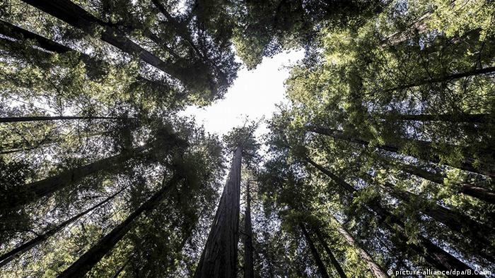 Humboldt Redwoods State Park Kalifornien USA 