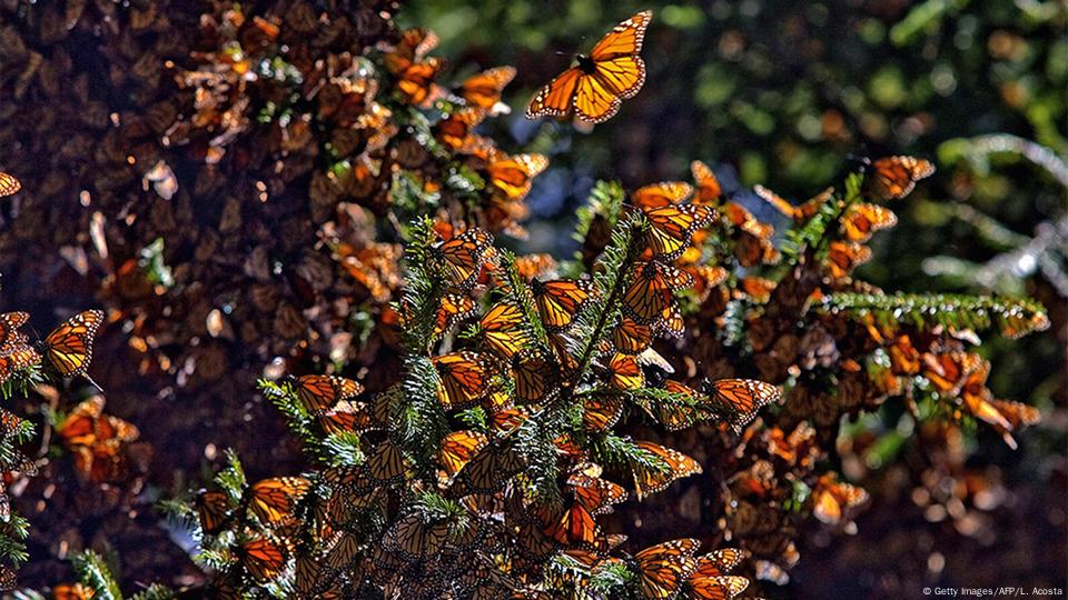 Monarch Butterfly Forest Mexico