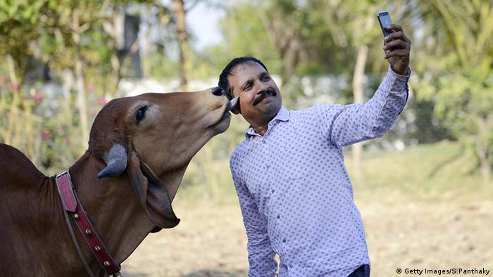 Indien Kühe Kuh Mann macht Selfie mit einer Kuh