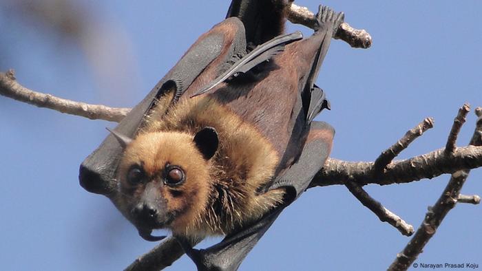 De morcegos a pangolins: como vírus chegam até o ser humano? | Novidades da  ciência para melhorar a qualidade de vida | DW | 31.03.2020