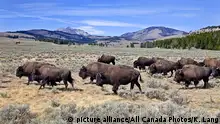 USA Bisons im Yellowstone-Nationalpark