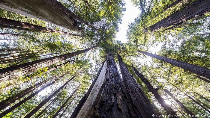 Forêt de séquoia en Californie