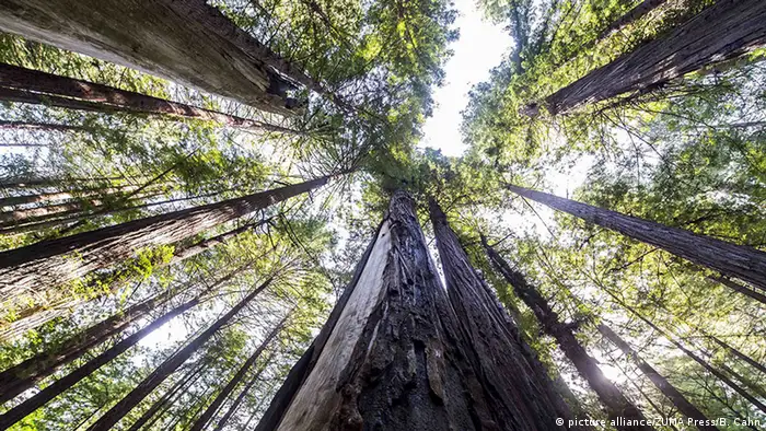 USA Küstenmammutbäume im Redwood-Nationalpark