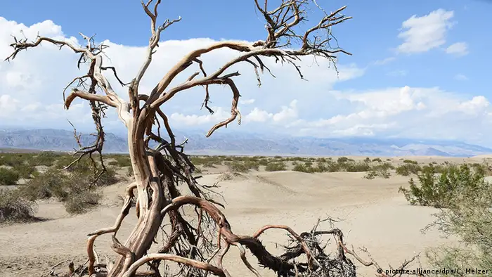 USA Vertrockneter Baum im Death-Valley-Nationalpark
