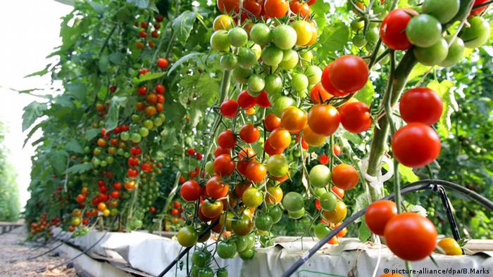 Tomatenanbau in Spanien