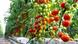 Tomatenanbau in Spanien Tomatenanbau in Spanien