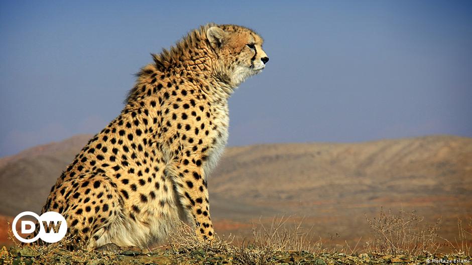 Cheetahs race towards extinction – DW – 12/27/2016