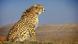 Asiatic cheetah in Miandasht wildlife refuge, Iran © Morteza Eslami Asiatic cheetah in Miandasht wildlife refuge, Iran © Morteza Eslami