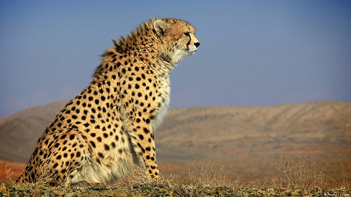 Cheetahs race towards extinction – DW – 12/27/2016
