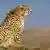 Artenschutz in Zentralasien Gepard