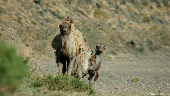 Wild Bactrian camels in Gobi, Mongolia © Petra Kaczensky