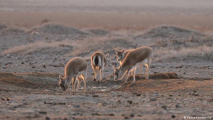 Goitered gazelles in SE Gobi, Mongolia © Petra
Kaczensky