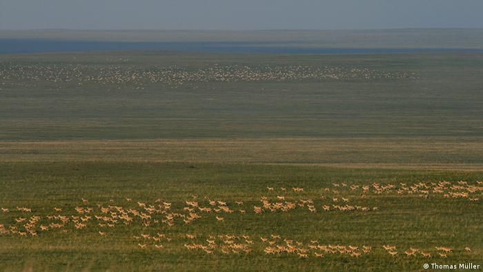 Mongolian gazelles in Eastern Steppe Mongolia © Thomas Mueller