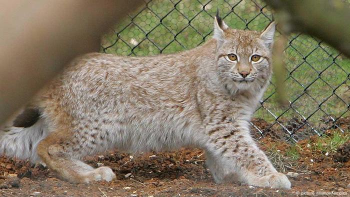 Bringing Back The Lynx In Britain Environment All Topics From Climate Change To Conservation Dw 13 09 16