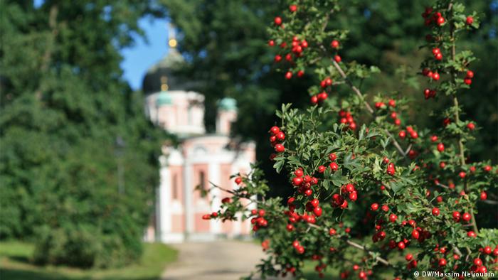 александровка в германии история. 19513114 303. александровка в германии история фото. александровка в германии история-19513114 303. картинка александровка в германии история. картинка 19513114 303. В северной части Потсдама есть место столь русское, какой даже сама Россия никогда не была. Тринадцать типично русских изб, щедро украшенных резьбой, стоят здесь одна возле другой и позади каждой — большой фруктовый сад. Некоторые дома красуются в несколько этажей, а те, что поскромнее, рассредоточены по краям. Кто-то торгует здесь огурцами, кто-то — яблоками. В затесавшемся меж построек кафе подают солянку. Построены эти дома были в 1826 году. Аутентичными они не были никогда.Поселок называется Александровкой, поскольку построен по приказу прусского короля Фридриха Вильгельма III в память о царе Александре I, которым его связывали переменчивые отношения — они были и друзьями, и врагами. В 1812 году король Пруссии взял в плен 62 русских солдата и доставил в Потсдам. Говорят, его тронули их меланхоличные напевы,они стали его солдатским хором и сопровождали прусское войско, развлекая его «песнями с тамбурином и маленькими колокольчиками». Когда Россия и Пруссия стали друзьями, солдаты так и остались при королевском дворе в Потсдаме — царь преподнес их Фридриху Вильгельму в качестве подарка. Ради оставшейся дюжины человек и построили Александровку. Ансамбль срубов, украшенных резными орнаментами, флюгерами, зубчатыми фризами. Этот фронтон принадлежит самому великолепному дому в центре поселка — в нем жил смотритель колонии.Король лично разработал вместе с Петером Йозефом фон Ленне план поселка, имеющий форму ипподрома, рассеченного Андреевским крестом; часть домов стоят напротив друг друга, другие на большом расстоянии.Каждый из певцов русского солдатского хора получил собственный дом со всем хозяйством — вплоть до глиняных горшков, огромным садом, огородом и коровой. От уплаты налогов они были освобождены. Идея была возвышенной, вот только не слишком функциональной. Солдаты не были крестьянами, они не могли себя обеспечивать, прилично выпивали и все чаще слали просительные письма. Вскоре им было разрешено зарабатывать деньги иначе: они стали сдавать комнаты тем берлинцам, что летом стремились попасть в иной, фольклорный мир.За каждым домом простирается большой участок, с которого солдатские певцы должны были кормиться.Курьез не только в том, что в социальном плане поселок не действовал. По сути, в нем есть что-то от Диснейленда; это не русская, а потемкинская деревня: сами срубы таковыми не являются, а представляют собой фахверковые дома, обитые деревом. Деревянная резьба не является традиционно крестьянской, а берет свое начало, скорее, в романтических идеях XIX века. Ее прообразом послужила другая образцовая деревня под Санкт-Петербургом — Глазово. Даже членение чудесного фасада не аутентично и не практично: там, где обозначен главный вход, войти в дом, как правило, невозможно — можно только сбоку. Так что не всегда можно выйти прямо на веранду. Не случайно позднее баварский Король Людвиг II построил Нойшванштайн, идеализированный рыцарский замок: романтика, идеализация сельской жизни и средневековья оставили отпечаток на времени и его искусствах. Так что Александровка соотносится не столько с Россией, сколько с эпохой, в которую возникла.Так выглядела деревня между 1928 и 1944 годами, запечатленная Максом Бауэром.В то время, как одни дома имеют два этажа, другие (особенно те, что по краям поселка) выглядят скромнее. Принцип, однако, один и тот же: имитация сруба и традиционного декора плюс фантазия.На холме возвышается выкрашенный в умилительный розовый цвет православный храм Александра Невского, построенный вместе с поселком и для него предназначенный. Внутри мерцают русские иконы, пахнет ладаном и звучит запись мужского хора.Некогда Александровка была популярным туристическим объектом, но со временем дела пошли все хуже. Хотя архитектурный ансамбль еще во времена ГДР был взят под охрану памятников, сохранился он плохо. Отдельные дома постепенно пришли в упадок, территория заросла, была застроена садовыми домиками. Позже через деревню чуть было не проложили трамвайную линию — сейчас она ее огибает.После объединения Германии инициативы по охране памятников докатились и до деревни. В одном из домов был открыт музей, снова были вытащены на свет божий старинные планы Ленне. Вместо 574 старых фруктовых деревьев были посажены новые. В роскошном доме смотрителя сегодня обосновалось кафе. Большинство домов стали частными — в трех из них до 2013 года еще жили потомки тех самых певцов солдатского хора (с давних пор эти дома не разрешается продавать, а только передавать по наследству, причем по прямой мужской линии). В одном из домов был создан чудесный маленький музей. Так что сегодня Александровка снова превратилась в нарядную идиллию. В жаркие летние дни случается непомерно широкому туристическому автобусу проехать по длинным и обычно пустынным улицам, пересекающимся в виде Андреевского креста. В остальном кажется, что время здесь остановилось. Но это, в сущности, время, которого никогда не было. александровка в германии история. 19513114 303. александровка в германии история фото. александровка в германии история-19513114 303. картинка александровка в германии история. картинка 19513114 303. В северной части Потсдама есть место столь русское, какой даже сама Россия никогда не была. Тринадцать типично русских изб, щедро украшенных резьбой, стоят здесь одна возле другой и позади каждой — большой фруктовый сад. Некоторые дома красуются в несколько этажей, а те, что поскромнее, рассредоточены по краям. Кто-то торгует здесь огурцами, кто-то — яблоками. В затесавшемся меж построек кафе подают солянку. Построены эти дома были в 1826 году. Аутентичными они не были никогда.Поселок называется Александровкой, поскольку построен по приказу прусского короля Фридриха Вильгельма III в память о царе Александре I, которым его связывали переменчивые отношения — они были и друзьями, и врагами. В 1812 году король Пруссии взял в плен 62 русских солдата и доставил в Потсдам. Говорят, его тронули их меланхоличные напевы,они стали его солдатским хором и сопровождали прусское войско, развлекая его «песнями с тамбурином и маленькими колокольчиками». Когда Россия и Пруссия стали друзьями, солдаты так и остались при королевском дворе в Потсдаме — царь преподнес их Фридриху Вильгельму в качестве подарка. Ради оставшейся дюжины человек и построили Александровку. Ансамбль срубов, украшенных резными орнаментами, флюгерами, зубчатыми фризами. Этот фронтон принадлежит самому великолепному дому в центре поселка — в нем жил смотритель колонии.Король лично разработал вместе с Петером Йозефом фон Ленне план поселка, имеющий форму ипподрома, рассеченного Андреевским крестом; часть домов стоят напротив друг друга, другие на большом расстоянии.Каждый из певцов русского солдатского хора получил собственный дом со всем хозяйством — вплоть до глиняных горшков, огромным садом, огородом и коровой. От уплаты налогов они были освобождены. Идея была возвышенной, вот только не слишком функциональной. Солдаты не были крестьянами, они не могли себя обеспечивать, прилично выпивали и все чаще слали просительные письма. Вскоре им было разрешено зарабатывать деньги иначе: они стали сдавать комнаты тем берлинцам, что летом стремились попасть в иной, фольклорный мир.За каждым домом простирается большой участок, с которого солдатские певцы должны были кормиться.Курьез не только в том, что в социальном плане поселок не действовал. По сути, в нем есть что-то от Диснейленда; это не русская, а потемкинская деревня: сами срубы таковыми не являются, а представляют собой фахверковые дома, обитые деревом. Деревянная резьба не является традиционно крестьянской, а берет свое начало, скорее, в романтических идеях XIX века. Ее прообразом послужила другая образцовая деревня под Санкт-Петербургом — Глазово. Даже членение чудесного фасада не аутентично и не практично: там, где обозначен главный вход, войти в дом, как правило, невозможно — можно только сбоку. Так что не всегда можно выйти прямо на веранду. Не случайно позднее баварский Король Людвиг II построил Нойшванштайн, идеализированный рыцарский замок: романтика, идеализация сельской жизни и средневековья оставили отпечаток на времени и его искусствах. Так что Александровка соотносится не столько с Россией, сколько с эпохой, в которую возникла.Так выглядела деревня между 1928 и 1944 годами, запечатленная Максом Бауэром.В то время, как одни дома имеют два этажа, другие (особенно те, что по краям поселка) выглядят скромнее. Принцип, однако, один и тот же: имитация сруба и традиционного декора плюс фантазия.На холме возвышается выкрашенный в умилительный розовый цвет православный храм Александра Невского, построенный вместе с поселком и для него предназначенный. Внутри мерцают русские иконы, пахнет ладаном и звучит запись мужского хора.Некогда Александровка была популярным туристическим объектом, но со временем дела пошли все хуже. Хотя архитектурный ансамбль еще во времена ГДР был взят под охрану памятников, сохранился он плохо. Отдельные дома постепенно пришли в упадок, территория заросла, была застроена садовыми домиками. Позже через деревню чуть было не проложили трамвайную линию — сейчас она ее огибает.После объединения Германии инициативы по охране памятников докатились и до деревни. В одном из домов был открыт музей, снова были вытащены на свет божий старинные планы Ленне. Вместо 574 старых фруктовых деревьев были посажены новые. В роскошном доме смотрителя сегодня обосновалось кафе. Большинство домов стали частными — в трех из них до 2013 года еще жили потомки тех самых певцов солдатского хора (с давних пор эти дома не разрешается продавать, а только передавать по наследству, причем по прямой мужской линии). В одном из домов был создан чудесный маленький музей. Так что сегодня Александровка снова превратилась в нарядную идиллию. В жаркие летние дни случается непомерно широкому туристическому автобусу проехать по длинным и обычно пустынным улицам, пересекающимся в виде Андреевского креста. В остальном кажется, что время здесь остановилось. Но это, в сущности, время, которого никогда не было.