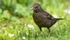 Amsel Amsel