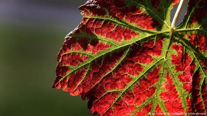 Deutschland von sommerlichem Grün zu herbstlichem Rot Weinberg bei Rimpar