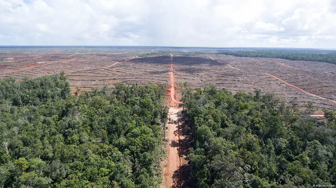 How Palm Oil Drives Deforestation