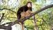 Matschie's Tree Kangaroo (Dendrolagus matschiei Baumkänguru) Matschie's Tree Kangaroo (Dendrolagus matschiei Baumkänguru)