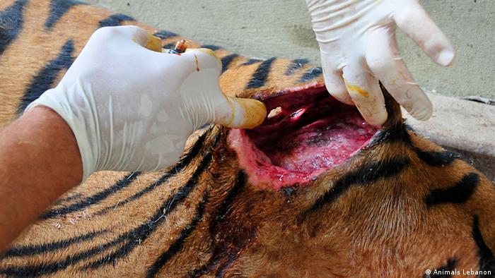 A wounded tiger in Libanon (Photo: Animals Lebanon)