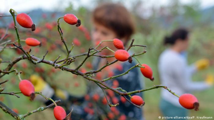  Шипката съдържа витамин C и каротиноиди. Чаят и мармаладът от шипки е доста известен - както в Германия, по този начин и в България. В провинцията Баден-Вюртемберг има специфична биоферма, в която се отглеждат шипки. 