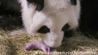USA Georgia Zoo Atlanta - Baby Panda mit Mutter Lun Lun