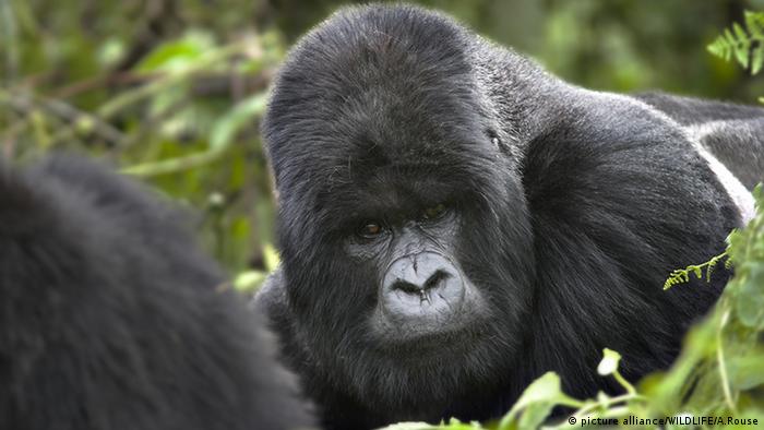 Ein männlicher Berggorilla: Gorilla beringei beringei (Foto: Picture alliance)