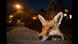 Wildlife Fotografen 2016 Wildlife Fotografen 2016