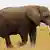Tansania Afrikanischer Elefant mit langen Stoßzähnen