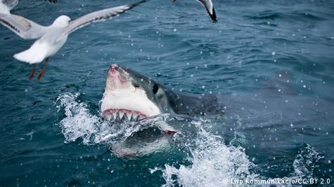 A great white neighbor – DW – 09/13/2016