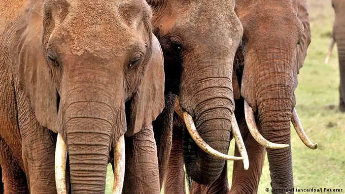 Elefanten mit Stoßzähnen