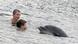 man, child, dolphin in water Copyright: picture-alliance/dpa/T.Eisenkrätzer man, child, dolphin in water Copyright: picture-alliance/dpa/T.Eisenkrätzer