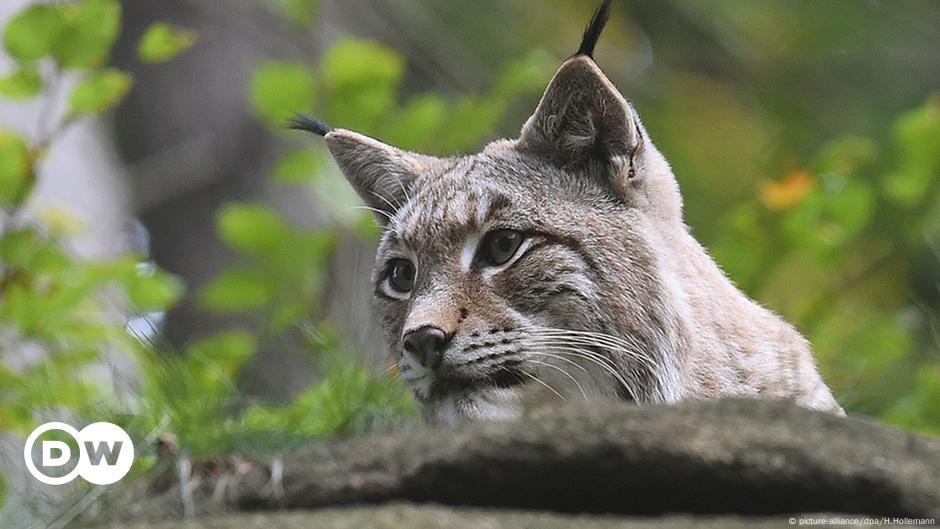 Bringing Back The Lynx In Britain Environment All Topics From Climate Change To Conservation Dw 13 09 16