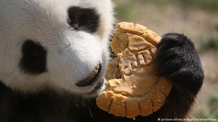 Panda bear eating moon cake