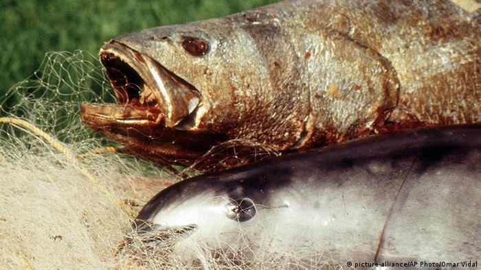 A dead totoaba fish and vaquita after they were caught in a gillnett